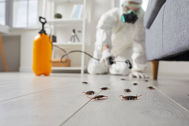 Trusted Cockroach Control service in Hampshire, IL - Nex Pest Control